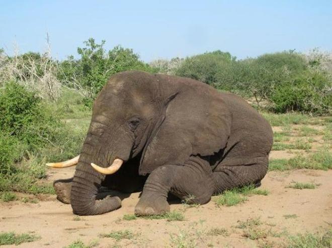 An elephant returns to Somalia for first time in 20 years